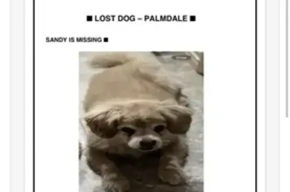 Lost female dog, 20th Street North, Arlington - small mix type with golden hair - photo