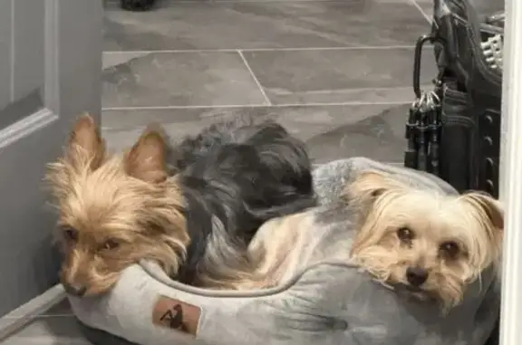 Missing dog Female, Oklahoma City (usl533213) - photo