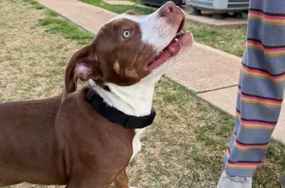 Found pets Oklahoma City, photo: Found male dog, Heritage Park Drive, Oklahoma City - brown and white pit bull