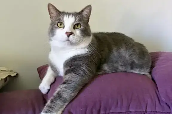 Animaux perdus Gouville-sur-Mer, photo: Perdu Chat homme ultra peureux, Rue de la Ronderie, Gouville-sur-Mer