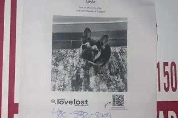 Lost female dog, West Los Arboles Place, Chandler - tan and blue - photo