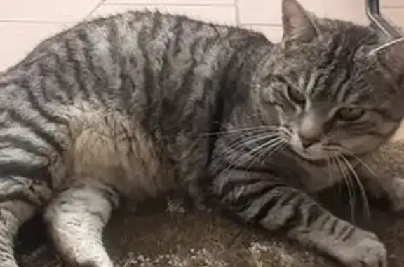 Animaux trouvés Cholet, photo: Trouvé chat femelle, Rue des Tisserands, 56, Cholet - grise et câline