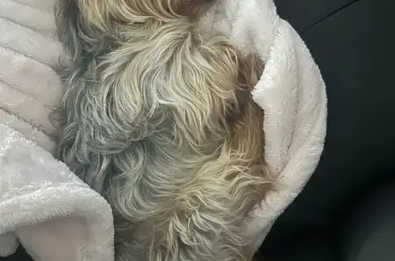 Lost Dog, Southwest 44th Street, Oklahoma City - Male Yorkie with Shaggy Coat - photo