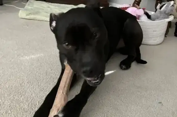 Found pets Seattle, photo: Found male dog, North Henry Street, Post Falls - black with white chest