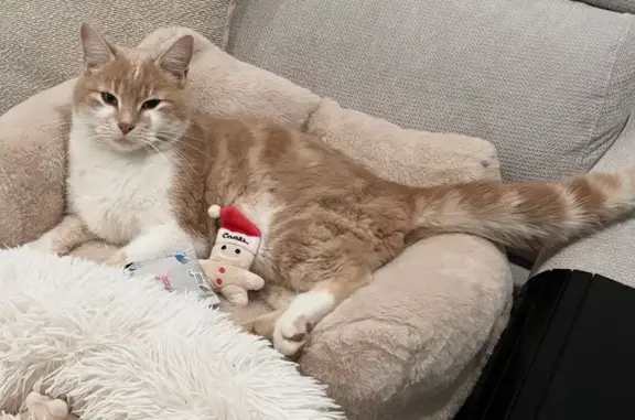 Perdu chat mâle, Impasse Pablo Neruda, Fenouillet, Toulouse - SIMBA, couleur rousse - photo