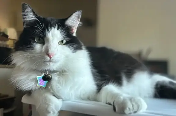 Lost pets Arlington, photo: Lost male cat, Hilldale Boulevard, Arlington - long haired tuxedo with extra toes