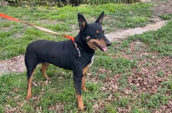 Animaux trouvés Toulouse, photo: Trouvé chien femelle, Arengosse, Toulouse - noire et fauve