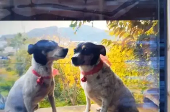 Perdido perro hembra, Alhaurín el Grande, Andalucía - Bodeguera de 10 años - photo