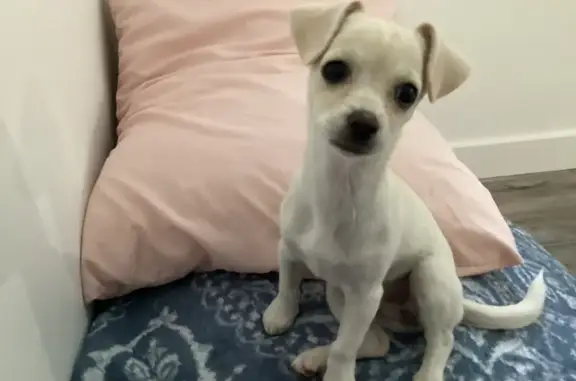 Lost pets Arlington, photo: Lost female dog, West Crystal Clear Cove, Magna