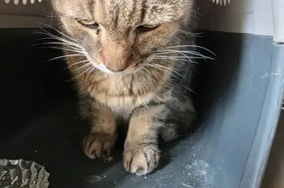 Animaux trouvés Paris, photo: Trouvé chat tigré marron, Libourne, Nouvelle-Aquitaine