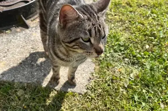 Animaux trouvés Lyon, photo: Trouvé chat homme, Rue Philippe Fabia, Lyon - tigré gris