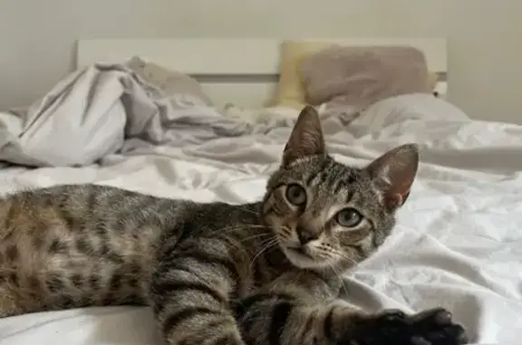 Animaux trouvés Saint-Grégoire, photo: Trouvé Chat, Boulevard de la Boutière, Saint-Grégoire - petit chaton sociable