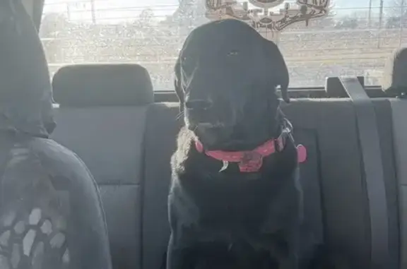 Lost Female Dog, North Jefferson Street, Kansas City - Black Lab, 65 lbs - photo