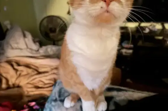 Lost male cat, Moline Drive, Evansville - orange and white with freckles - photo
