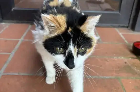 Chat trouvé Lacroix-Falgarde, photo: Trouvé Chat, Rue des Marguerites, 13, Pins-Justaret, Lacroix-Falgarde - poil ébouriffé
