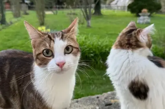 Chat perdu, Grande Rue, 91, Touffreville, Charleval - tigré et craintif - photo