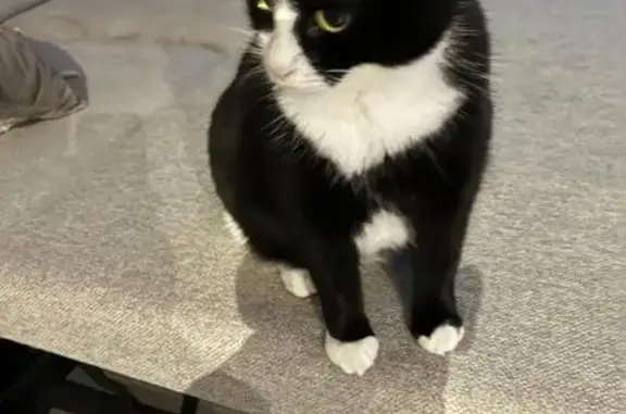 Chat perdu, La Limouzinière, photo: Perdu Chat mâle, Impasse du Bois Palais, La Limouzinière - très câlin