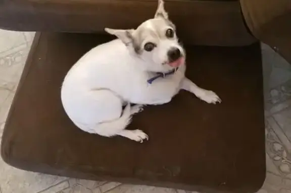 Lost male dog, Hawley Street, 201, Rochester, Manhattan - very sweet, 16 years old - photo