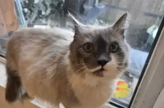 Animaux trouvés Gouzeaucourt, photo: Trouvé Chat femme, Rue des Cités, Metz-en-Couture - enceinte avec collier anti puces