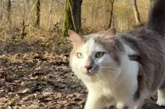 Animaux perdus Auxonne, photo: Chat perdu, Rue des Grands Champs, Villers-les-Pots, Auxonne
