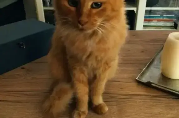 Chat perdu, La Gaude, photo: Perdu chat mâle roux, Allée des Bastides, La Gaude