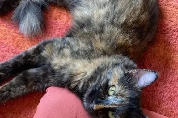 Animaux perdus Plouzané, photo: Chat perdu, Chemin de Penfeunteun, Plouzané - couleur écaille de tortue