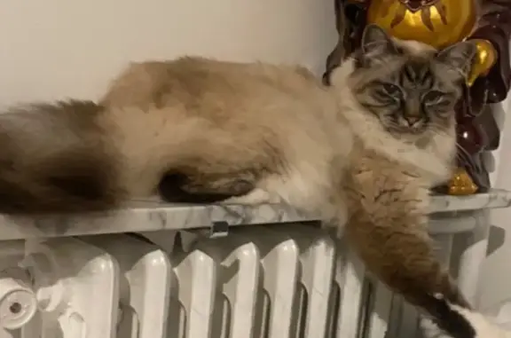Perdu chat homme, Avenue François Debergue, Bougival - couleur beige et fauve - photo