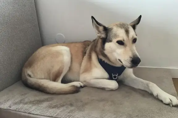 Animaux perdus Allonzier-la-Caille, photo: Perdu Chien femelle, Route de Frangy, 1540, Allonzier-la-Caille - croisé Husky