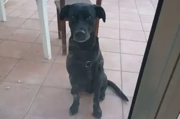Animaux trouvés Saint-Mathurin, photo: Trouvé Chien, R 122, Saint-Mathurin - harnais noir