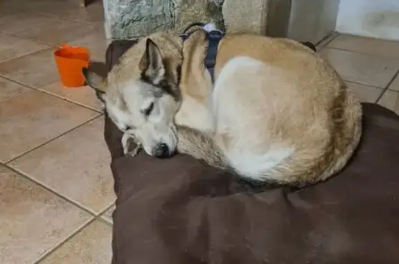 Animaux trouvés Allonzier-la-Caille, photo: Trouvé Chien Femme, Route de Frangy, Allonzier-la-Caille - huskys croisé avec harnais bleu