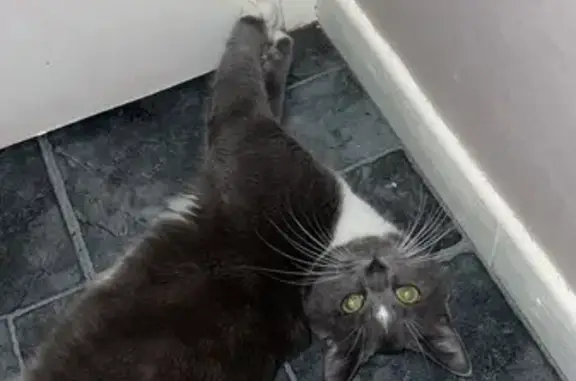 Perdu Chat homme, Résidence les Pervenches, Montmélian - gris et blanc - photo