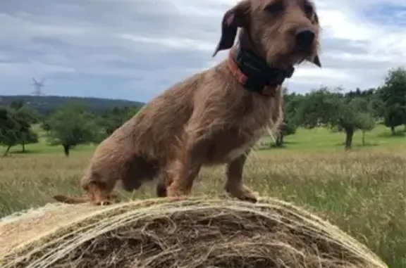 Animaux perdus Jeumont, photo: Chien perdu, Reinhardsmunster, Grand Est - teckel à poil dur brun