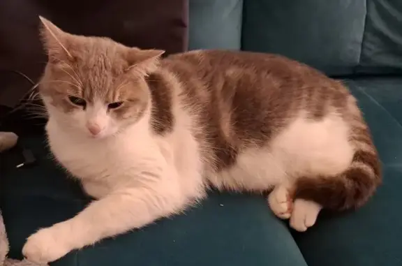 Animaux perdus Marseille, photo: Perdu chat femelle, Chemin de Robinson, Valence - blanche et grise