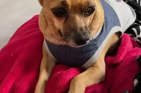 Cachorro perdido Macho (brl002505) - photo