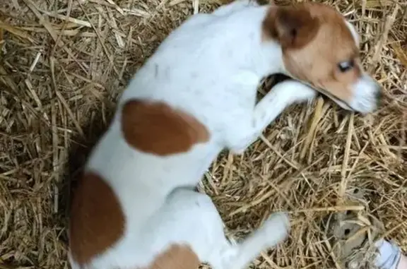 Animaux trouvés Canon, photo: Trouvé chien, Belle Vie en Auge, Canon - Jack Russel marron et blanc