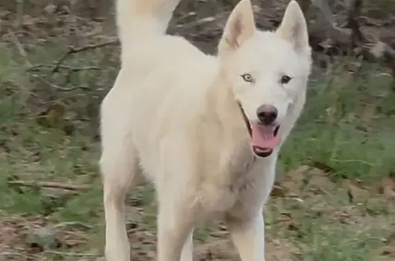 Found dog Fort Payne, photo: Found male dog, County Road 121, Fort Payne - white, energetic huskie