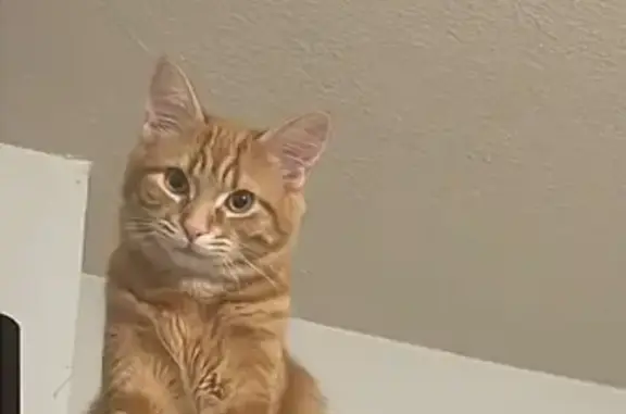 Animaux perdus Bellerive-sur-Allier, photo: Chat perdu, Bellerive-sur-Allier - elle est sortie 22/03