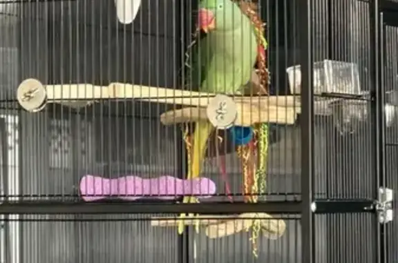 Lost pets Campbelltown, photo: Lost female bird, Blaxland Road, Campbelltown - young Alexanderin parrot