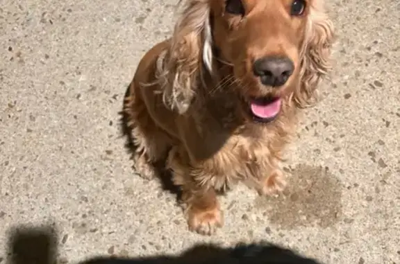 Animaux trouvés Ruelle-sur-Touvre, photo: Trouvé chien, Place de la Gare, Ruelle-sur-Touvre - un noir et un autre marron