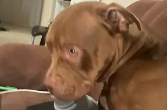 Lost female dog, Liverpool Road, Ashfield - red nose Pitbull - photo