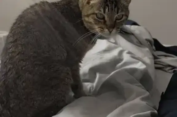 Lost pets Jeffersonville, photo: Lost Female Cat, Vissing Park Road, Jeffersonville - purple collar