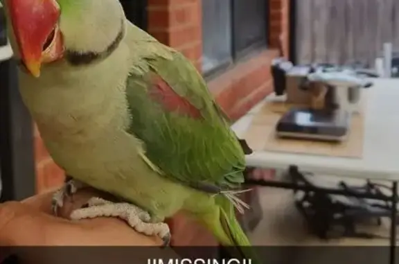 Lost pets Melbourne, photo: Lost male bird, Hume City, Melbourne - green and talks