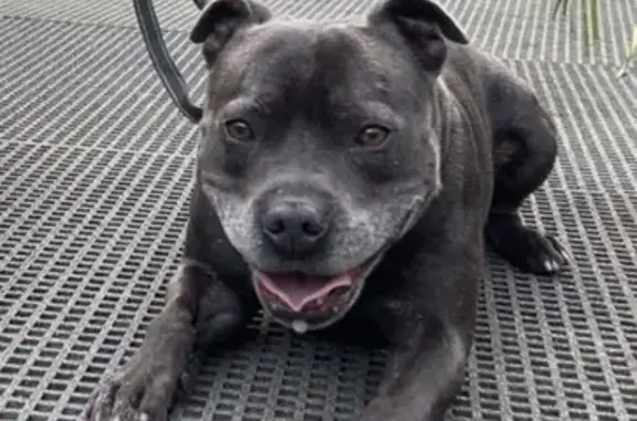 Lost male dog, Pindari Road, Georges River Council - photo