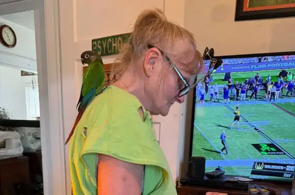 Found pets Hamilton, photo: Found bird, Vanderveer Avenue, Hamilton - colorful plumage