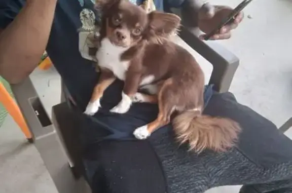 Lost pets Allen, photo: Lost male dog, Duran Drive, Killeen - tri color Chihuahua