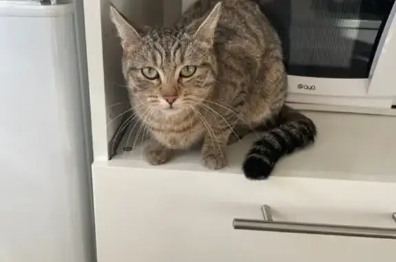 Trouvé Chat femme, Rue de Morette, 9, Annecy - perdu dans un garage clos - photo