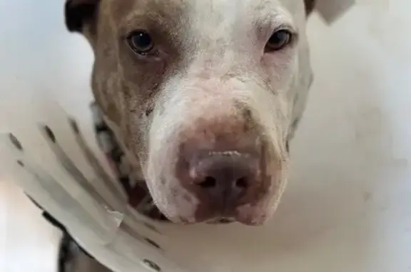 Cachorro encontrado Macho (brf002507) - photo