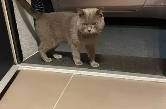 Chat trouvé Hénin-Beaumont, photo: Trouvé Chat homme, Rue de Bouvines, Ronchin, Hénin-Beaumont - pelage gris de type chartreux