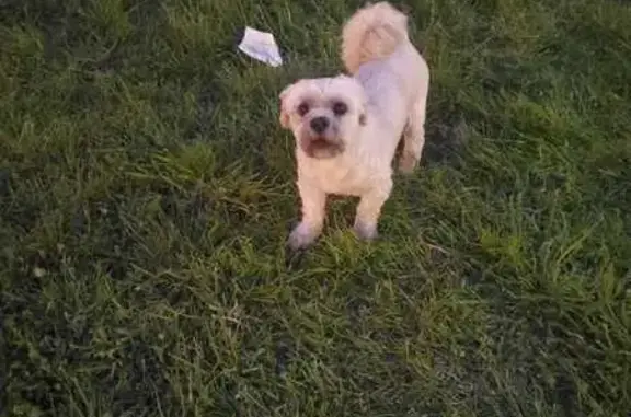Chien trouvé Le Relecq-Kerhuon, photo: Trouvé chien mâle, Rue de Palaren, Guipavas - petit chien blanc apeuré