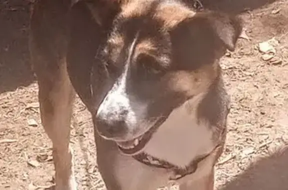 Found pets Mission, photo: Found female dog, U.S. 83 Business, 1051, Donna - very sweet